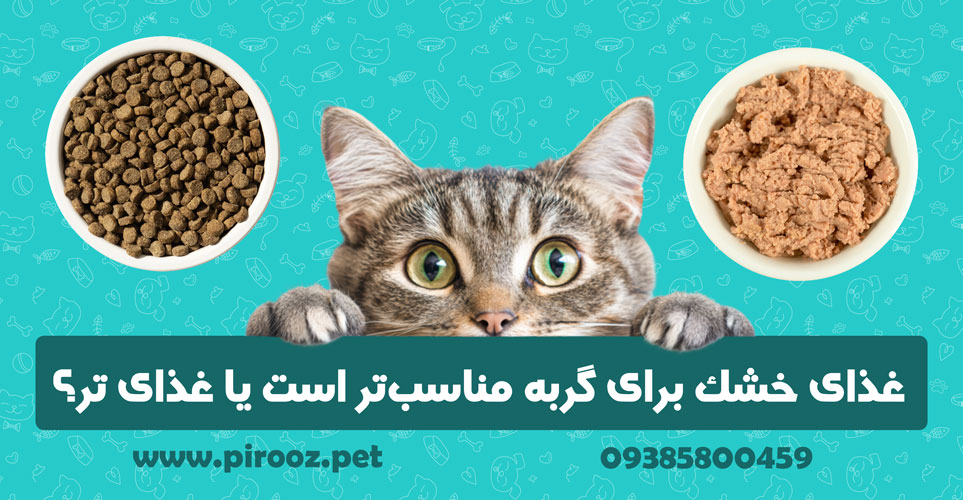 غذای خشک برای گربه مناسب‌تر است یا غذای ‌تر؟