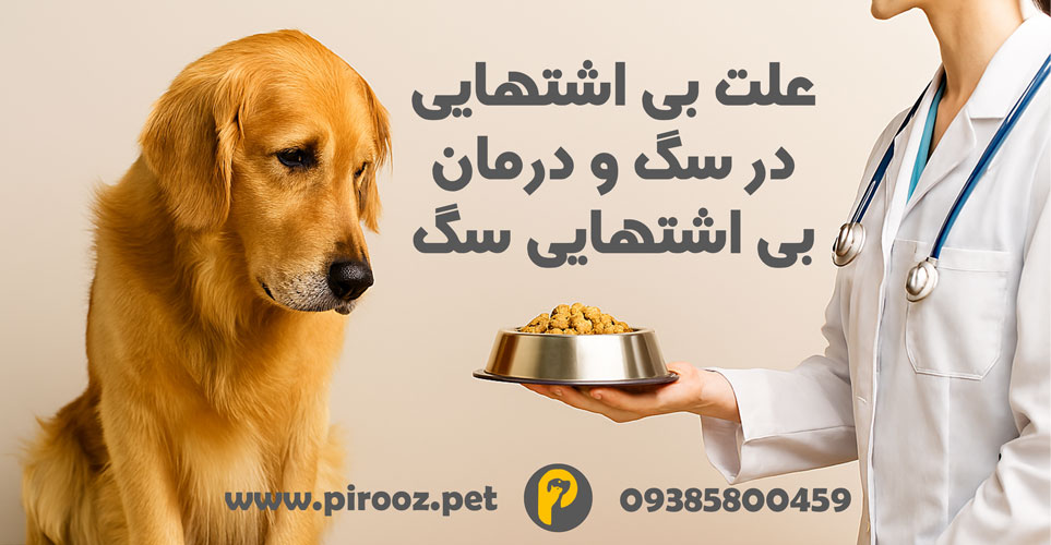 علت بی اشتهایی در سگ و درمان بی اشتهایی سگ، پت شاپ پیروز، پیروز پت