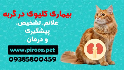 بیماری کلیوی در گربه (علائم، تشخیص، پیشگیری و درمان)